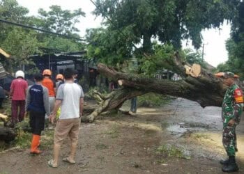 Pohon Tumbang Timpa Warung Kupat Tahu