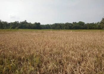 20 Hektar Padi di Kabupaten Serang Diserang Hama WBC