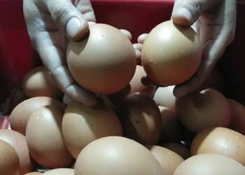 Disebut Bahayakan Kesehatan, Telur Infertil Marak Dijual di Lebak