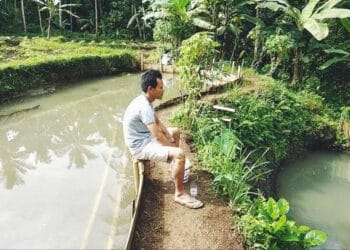 Millenial di Pandeglang Kembangkan Budidaya Ikan Tawar