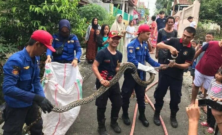 Petugas Damkar Tangkap Ular Sanca di Depan Rumah Mantan Sekda Lebak