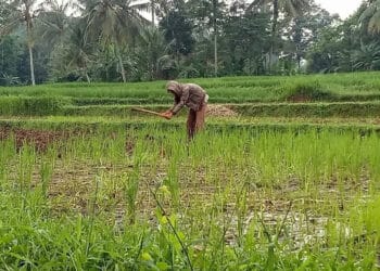 Beras Kabupaten Serang Banyak Dipesan untuk Kebutuhan Bansos