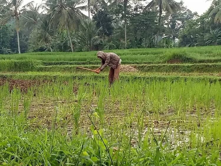 Beras Kabupaten Serang Banyak Dipesan untuk Kebutuhan Bansos