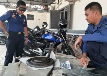Damkar Lebak Awetkan King Cobra untuk Hiasan Kantor