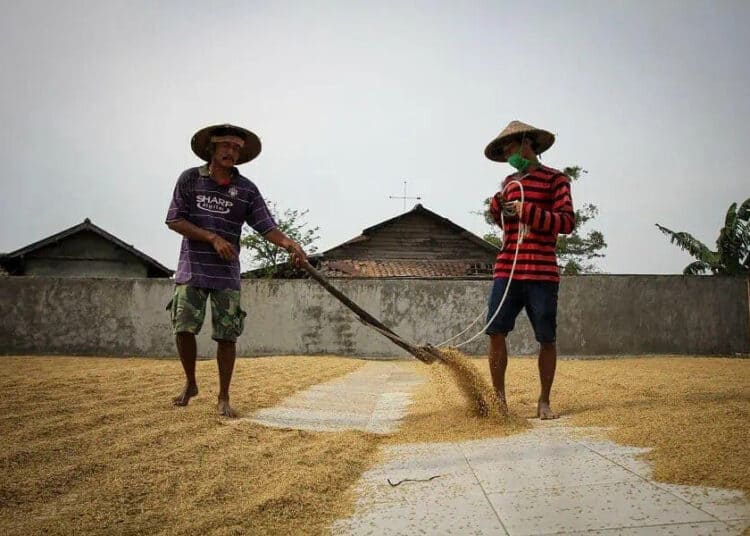 Aktifitas di Gudang Beras Mauk