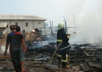 Kandang Terbakar, 4.800 Ekor Anak Ayam Terpanggang