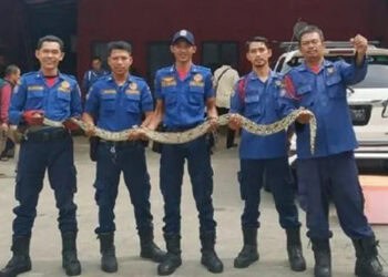 Ular Piton yang Tewaskan Yusuf Berhasil Ditangkap