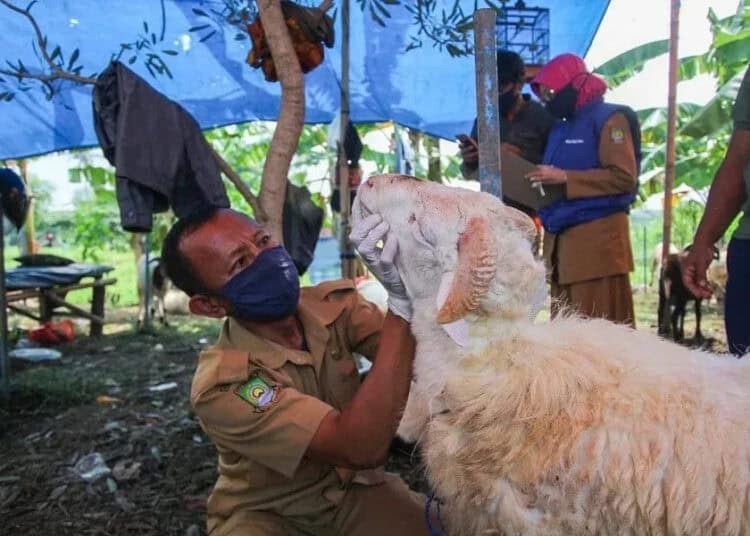 Pengecekan Hewan Kurban di Kota Tangerang