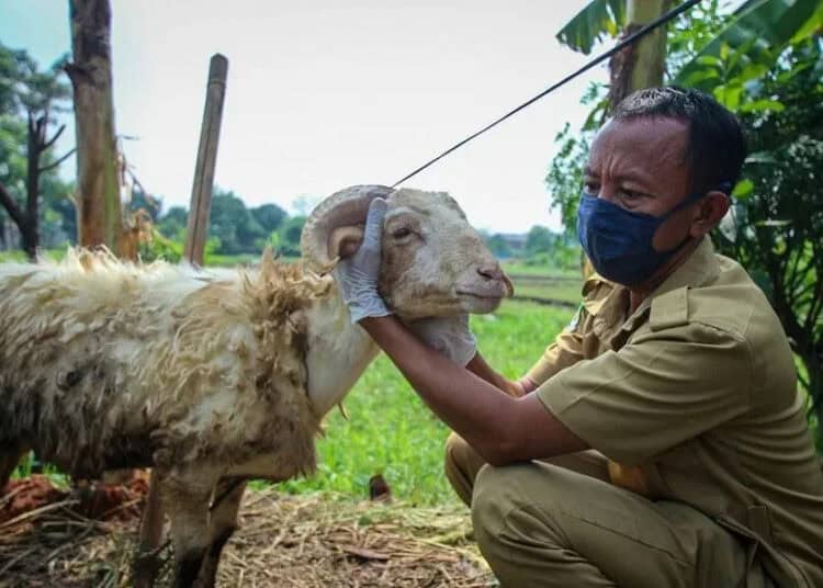 Pengecekan Hewan Kurban di Kota Tangerang