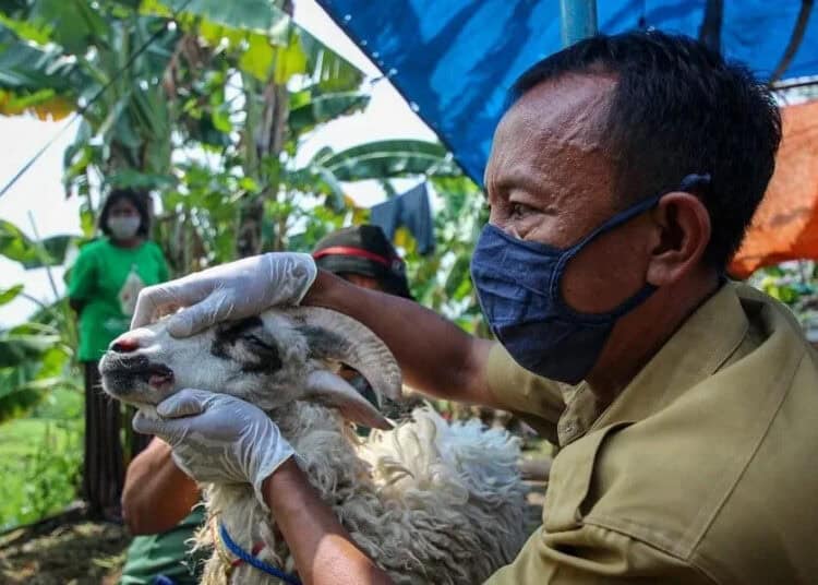 Pengecekan Hewan Kurban di Kota Tangerang