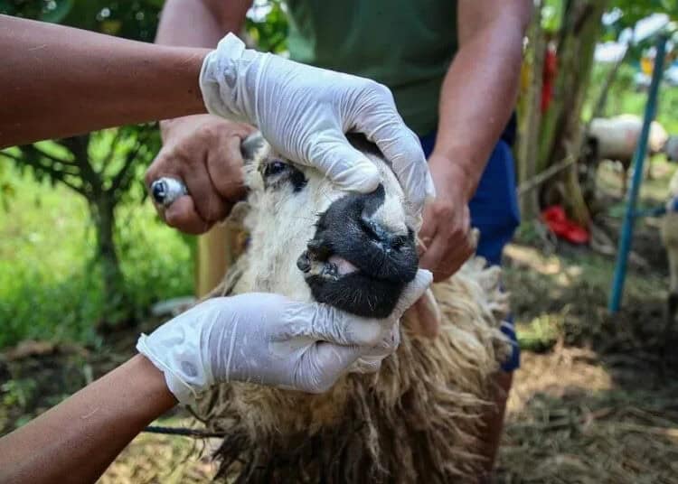 Pengecekan Hewan Kurban di Kota Tangerang