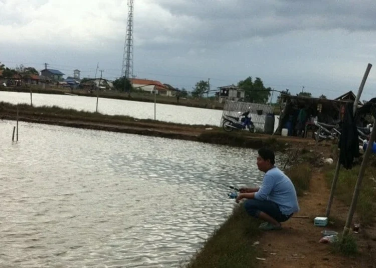 Tambak Ikan Bandeng di Tanjung Pasir Terancam Punah