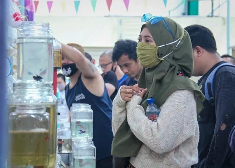 IKAN CUPANG (10)