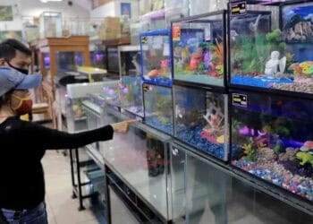 IKAN HIAS: Pengunjung di toko ikan hias milik Pandu Aditya Putra yang berada di kawasan Grendeng, Pasar Baru, Tangerang. (ISTIMEWA)