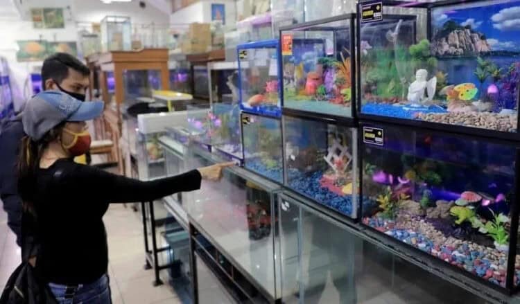 IKAN HIAS: Pengunjung di toko ikan hias milik Pandu Aditya Putra yang berada di kawasan Grendeng, Pasar Baru, Tangerang. (ISTIMEWA)