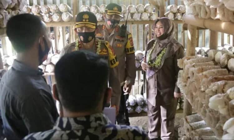 PENINJAUAN BUDIDAYA JAMUR: Kapolda Banten Irjen Pol Fiandar didampingi Bupati Pandeglang, Kapolres Pandeglang dan jajarannya, saat meninjau usaha budidaya Jamur Tiram di wilayah Kampung Tangguh, Desa Medong, Kecamatan Mekarjaya, Selasa (4/8). (NIPAL/SATELIT NEWS)