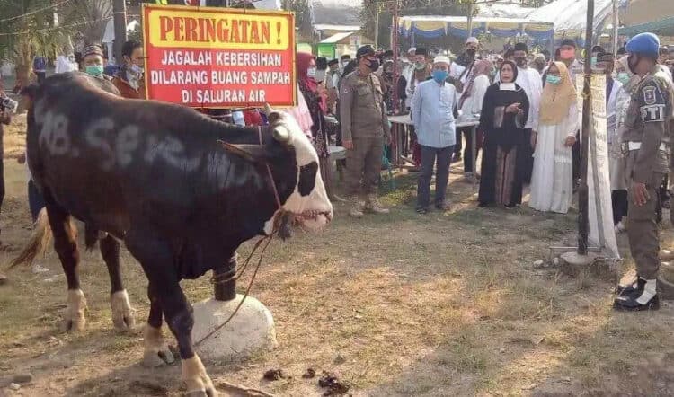 HEWAN KURBAN: Bupati Serang Ratu Tatu Chasanah menghadiri dan menyerahkan hewan kurban kepada beberapa lembaga keagamaan, usai melaksanakan Salat Idul Adha 1441 H, Jumat (31/7) lalu. (SIDIK/SATELIT NEWS)