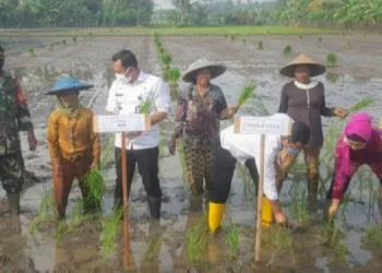 NANDUR BARENG: Camat Mauk Arief Rachman Hakim bersama para petani di Desa Kedung Dalem, Kecamatan Mauk, menanam padi atau nandur bersama, Rabu (12/8). (ALFIAN/SATELIT NEWS)