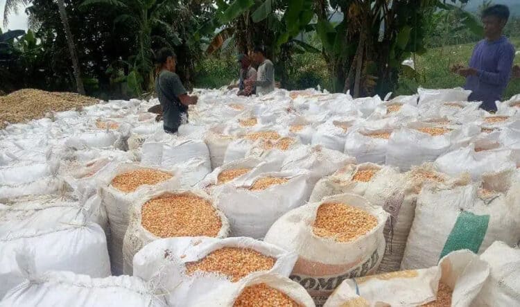 PANEN JAGUNG: Sejumlah petani di Kecamatan Anyer baru saja memanen jagung. (DOK/SATELIT NEWS)