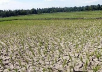 KERING: Kondisi sawah yang mulai mengering akibat ketiadaan pasokan air lantaran kerusakan saluran irigasi. (ISTIMEWA)
