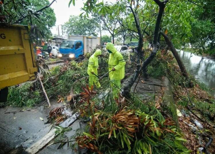 POHON TUMBANG (2)