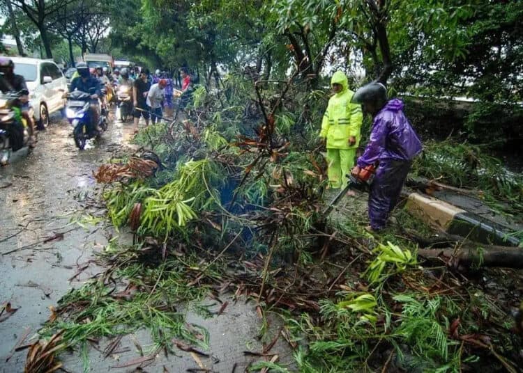 POHON TUMBANG (3)