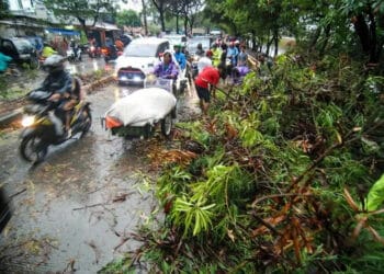 POHON TUMBANG (5)