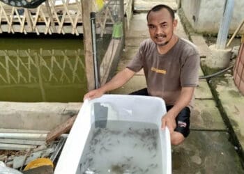 Pembudidaya Ikan di Kabupaten Serang Kesulitan Benih
