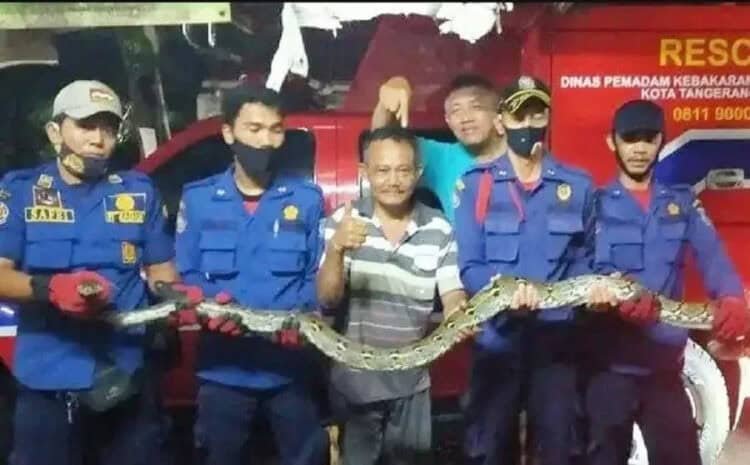 Petugas Damkar Tangkap Ular Sanca di Loteng Rumah Warga