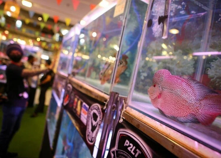 Kontes Ikan Louhan di Tangerang