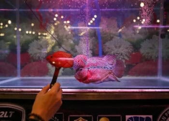 Kontes Ikan Louhan di Tangerang