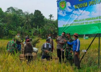 Petani Pandeglang Panen Padi Bareng TNI