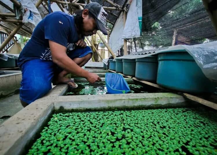 Budidaya Cupang Hias di Tangerang