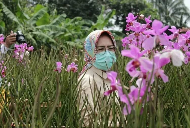 Ketika Walikota Airin Panen Bunga Anggrek