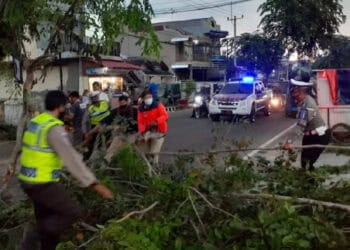 Dimakan Usia, Pohon di Jalan Ahmad Yani Tumbang