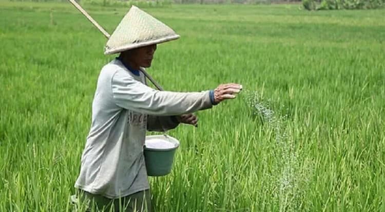 Lebak Bakal Memperoleh Tambahan Pupuk Bersubsidi