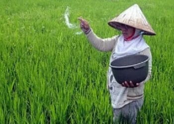 Petani Keluhkan Langkanya Pupuk Subsidi