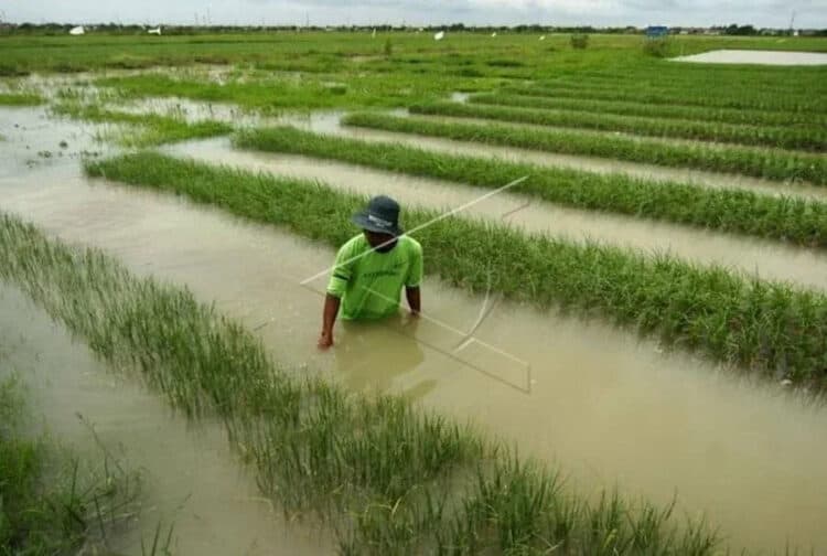 686 Hektar Lahan Sawah Terendam Banjir