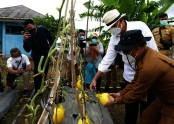 Pemprov Banten Prioritaskan Sektor Pertanian untuk Ketahanan Pangan
