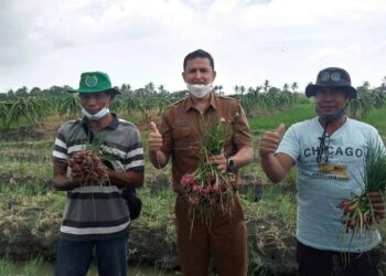 Produksi‎ Bawang Merah di Kabupaten Serang Menurun