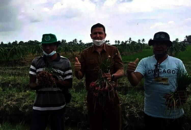 Produksi‎ Bawang Merah di Kabupaten Serang Menurun