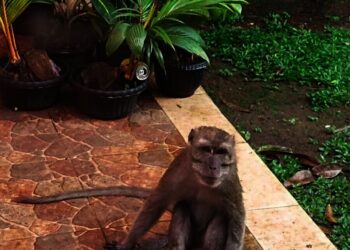 Petugas Damkar Kota Tangsel Buru Kawanan Monyet di Puspiptek 