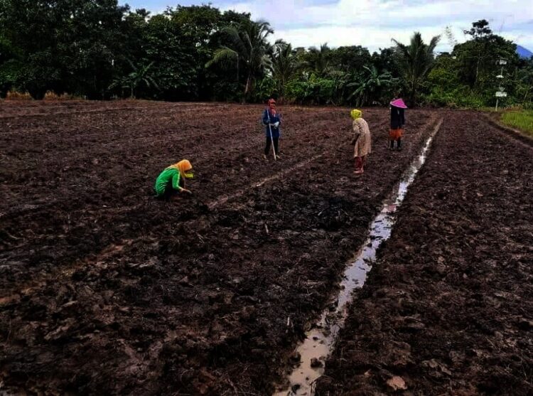 Akibat Harga Jual Murah, Areal Tanam Kacang Kedelai Minim