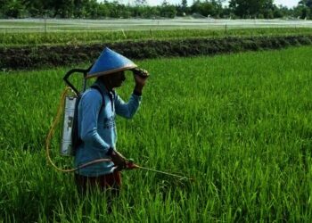 Bahan Baku Pupuk Kimia Semakin Terbatas