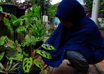 Janda Bolong Tak Suka Sinar Matahari Langsung