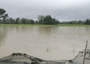 Akibat Terendam Banjir, Ribuan Hektar Sawah Gagal Tanam