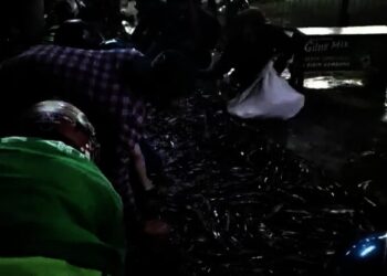 Truk Pengangkut Terguling, Warga Berebut Ikan Lele