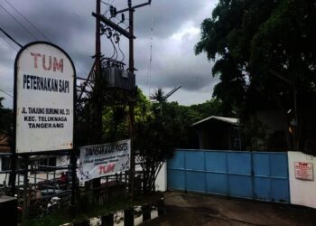 Warga Mengeluhkan Bau Peternakan Sapi milik PT. Tanjung Unggul Mandiri