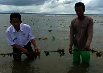 Budidaya Rumput Laut di Ujung Pulau Jawa Menjanjikan