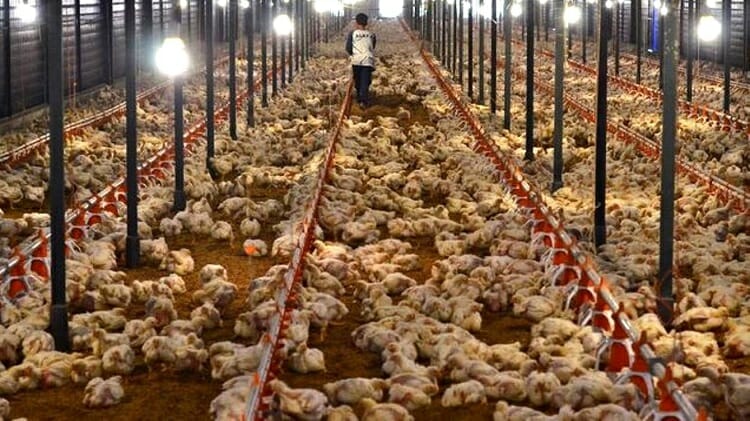 Mengandung Bakteri, Produksi Daging Ayam di Cikande Minta Dihentikan